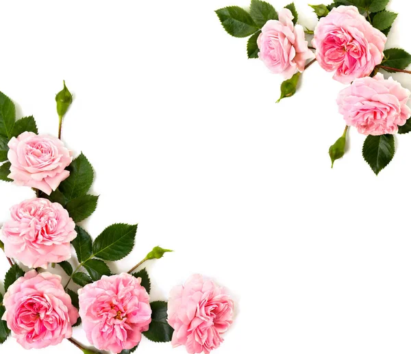 Rosas Rosadas Rosa Arbusto Sobre Fondo Blanco Con Espacio Para —  Fotos de Stock