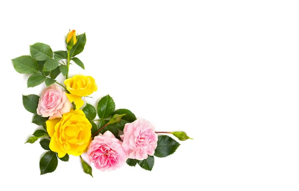 Rosa Und Gelbe Rosen Strauchrose Auf Weißem Hintergrund Mit Platz — Stockfoto