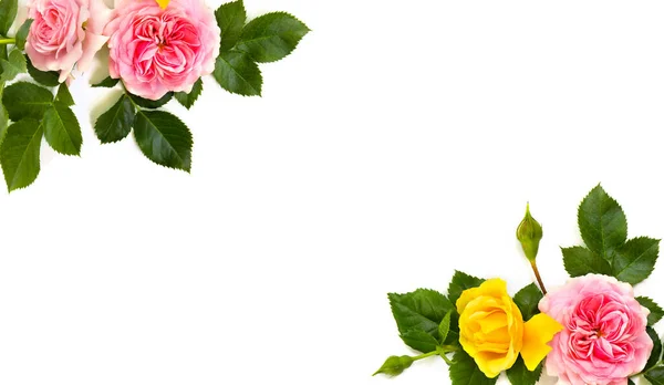 Pink Yellow Roses Shrub Rose White Background Space Text Top — Stock Photo, Image