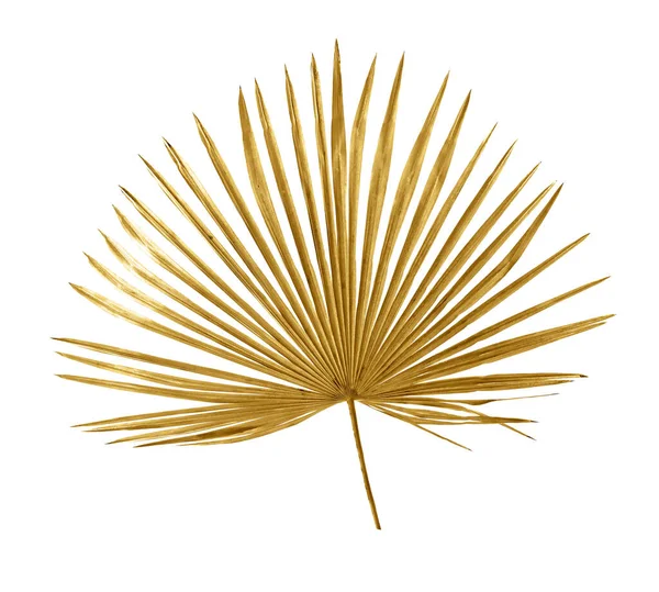 Beyaz arka planda tropik altın yaprak palmiyesi. Üst manzara, düz uzanma