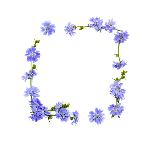 Frame of flowers of common chicory (Cichorium intybus) white background with space for text. Top view, flat lay