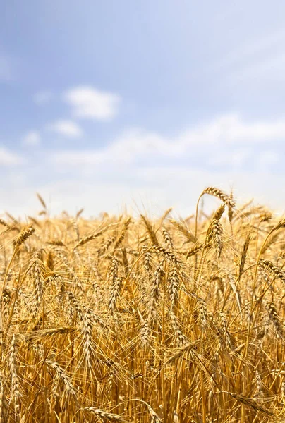 Урожай Полевой Пшеницы Фоне Голубого Облачного Неба — стоковое фото