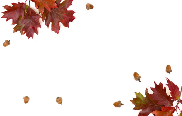 Beautiful autumnal red oak leaves and acorn on white background with space for text. Quercus rubra, called northern red oak — Stock Image Beautiful Autumnal Red Oak Leaves Acorn White Background Space Text Stock Photo