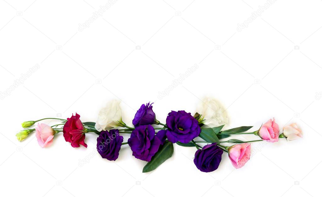 Bouquet of violet, white, pink and red flowers Eustoma (common names: Texas bluebells, bluebell, lisianthus, prairie gentian) on a white background with space for text. Top view, flat lay