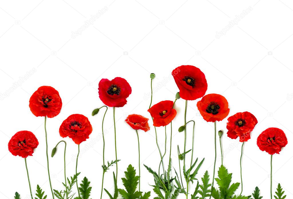 Flowers red poppies (Papaver rhoeas, common names: corn poppy, corn rose, field poppy, red weed) on a white background with space for text. Top view, flat lay