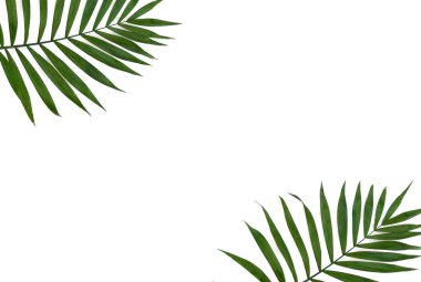 Beyaz bir zemin üzerinde tropikal yaprak ağacı çerçevesi ve metin için boşluk. Üst manzara, düz uzanma