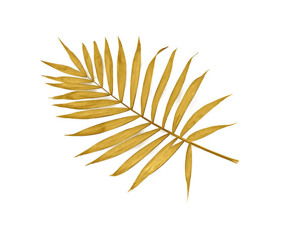 Тропический золотой лист пальмы на белом фоне с пространством для текста. Вид сверху, плоский