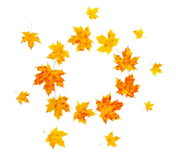 Frame Yellow Orange Beautiful Autumnal Maple Leaves White Background Space — Stock Photo, Image