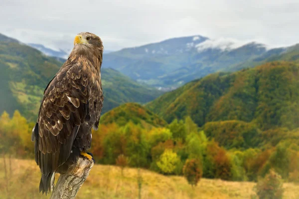 Altın Kartal Aquila Chrysaetos Dağdaki Sonbahar Renkli Orman — Stok fotoğraf