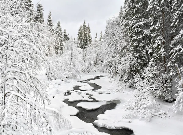 Winter landscape, winter creek in fir forest in snow
