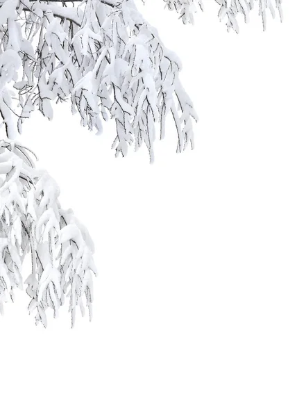 Twigs Boom Bedekt Sneeuw Een Witte Achtergrond Met Ruimte Voor — Stockfoto