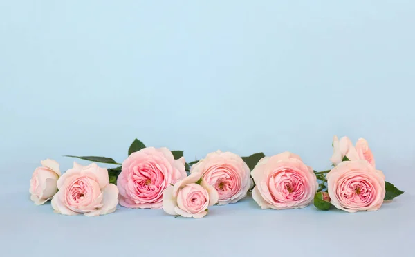 Blumen Rosa Rosen Auf Blauem Papier Hintergrund Mit Platz Für — Stockfoto