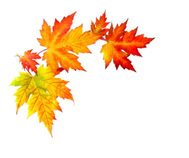 Sonbahar sarısı, turuncu, kırmızı, altın akçaağaç yaprakları beyaz bir zemin üzerinde metin için boşluk ile