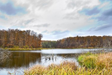 Sonbahar ormanında küçük bir gölet manzarası