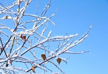 Mavi arkaplanda yaprakları olan huş dalları