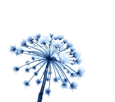 Kışın çiçek (Herakleum) ve beyaz zemin üzerinde donmuş buz kristalleri