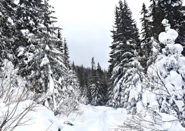 Ladin ormanında karda karlı bir yol. Kış manzarası
