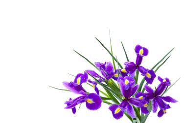 Beyaz bir arkaplan üzerinde beyaz bir arkaplan üzerine menekşe süsen çiçeği (Bulbous iriis, Iris sibirica) ve metin için boşluk