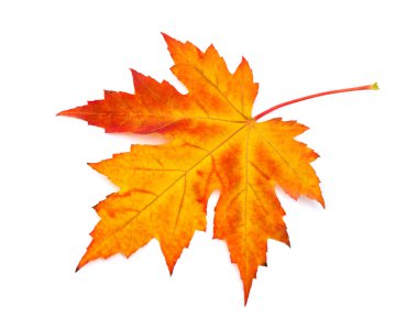 Beyaz zemin üzerinde güzel renkli akçaağaç yaprağı ve metin için boşluk. Üst manzara, düz uzanma