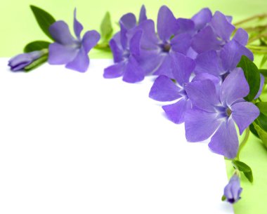 Periwinkle (Vinca minör (yaygın isimler daha az menekşe veya cüce)