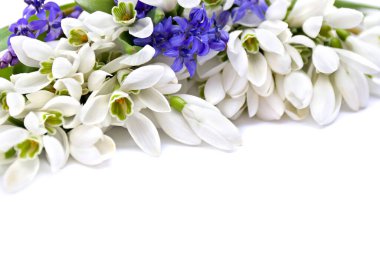 Beyaz arka planda güzel kar damlaları Galanthus nivalis ve Scilla bifolia (iki yapraklı squill).