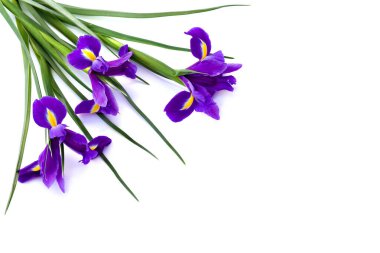 Beyaz arkaplan üzerine mor süsen çiçeği (Bulbous iriis, Iris sibirica) ve metin için boşluk