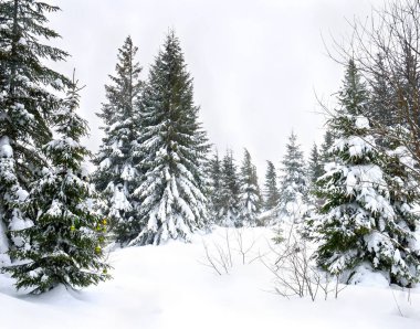 Kardaki ladin. Köknar ağacı ormanında kış manzarası ve kar altında açıklık