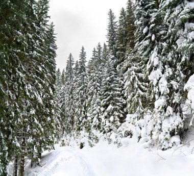 Karda ayak izleri olan dağların kış manzarası köknar ormanını takip ediyor. Karpat Dağları