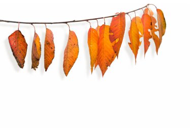 Dal üzerinde sonbahar turuncu kırmızı kiraz yaprakları beyaz arkaplan üzerinde metin için boşluk ile