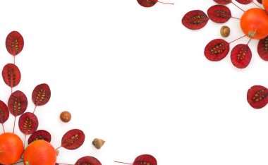 Sonbahar kırmızı yaprakları, balkabakları, beyaz arka planda meşe palamudu ve metin için boşluk. Üst manzara, düz yatış. Şükran Günü hazırlıkları.