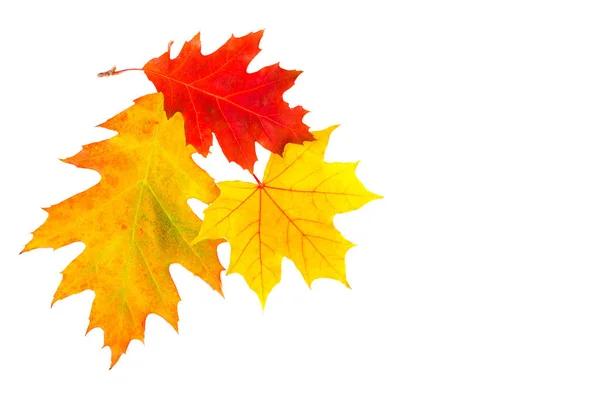 秋天的金黄色枫叶和红色橡木叶 背景为白色 有文字空间 — 图库照片