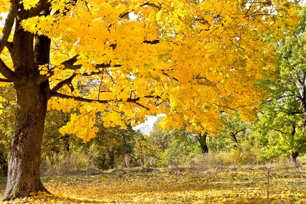 Κίτρινο Χρυσό Φθινοπωρινό Σφενδάμι Στο Δάσος — Φωτογραφία Αρχείου