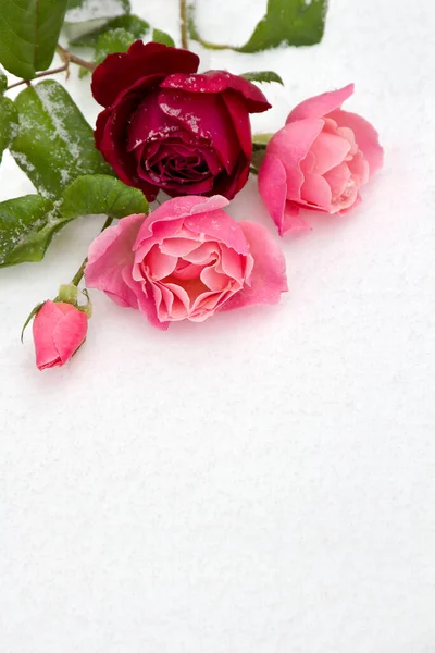 Розовые Красные Розы Снежном Фоне Пространством Текста — стоковое фото