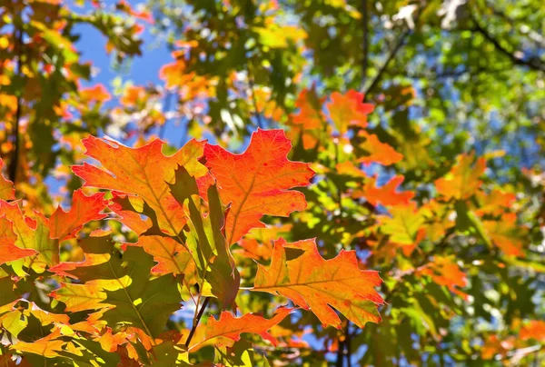 Φθινοπωρινά Κόκκινα Φύλλα Πορτοκαλιάς Βελανιδιάς Φόντο Δάσους — Φωτογραφία Αρχείου