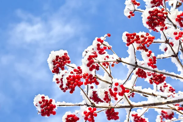 Gałązki Czerwonymi Jagodami Viburnum Opulus Nazwy Zwyczajowe Guelder Rose Starszyzna — Zdjęcie stockowe