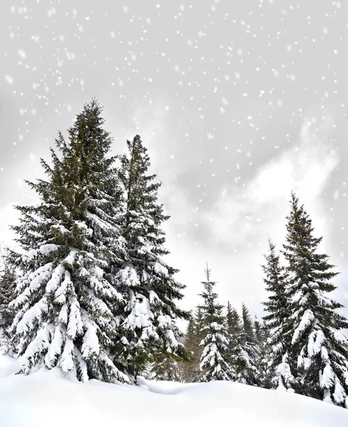 Paisaje Invernal Bosque Abeto Nieve —  Fotos de Stock