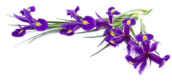 Μπουκέτο Βιολέτας Irises Xiphium Βολβοειδής Ίριδα Iris Sibirica Λευκό Φόντο — Φωτογραφία Αρχείου