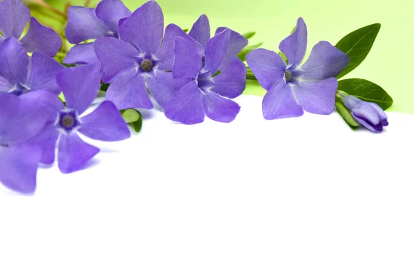 Periblinkle Blommor Vit Och Grön Bakgrund Med Utrymme För Text — Stockfoto