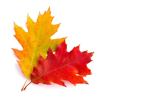 Beautiful Autumnal Oak Leafs White Background — Stock Photo, Image