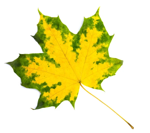 Beautiful Autumnal Maple Leaf White Background — Stock Photo, Image