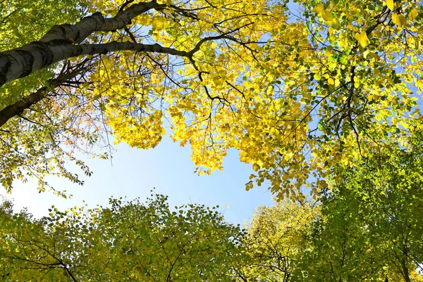 Φθινόπωρο Χρυσά Κίτρινα Φύλλα Κορυφές Δέντρων Σφενδάμου Φουντουκιού Κερασφόρου Φθινόπωρο — Φωτογραφία Αρχείου