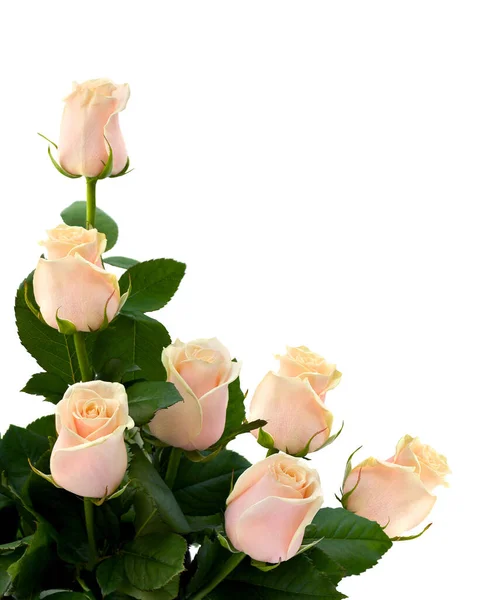 Rosas Crema Sobre Fondo Blanco Con Espacio Para Texto — Foto de Stock