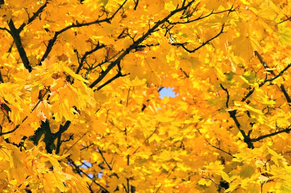 Φθινόπωρο Χρυσά Κίτρινα Φύλλα Σφενδάμου Στο Δέντρο Στο Δάσος — Φωτογραφία Αρχείου