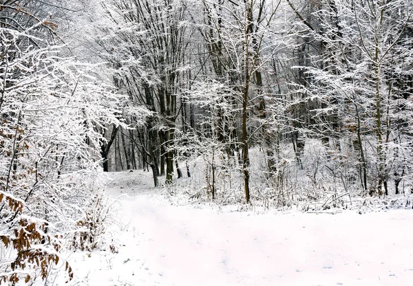 Camino Bosque Cubierto Nieve Invierno Paisaje Invierno —  Fotos de Stock