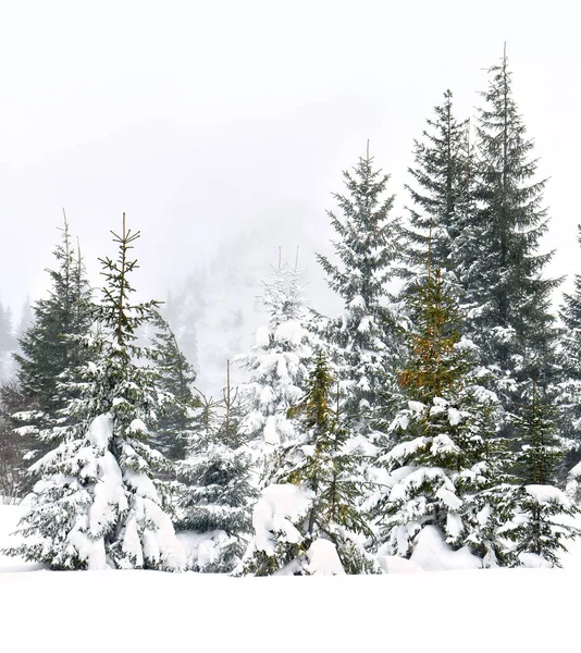 Bosque Abeto Invierno Durante Las Nevadas Paisaje Invierno —  Fotos de Stock
