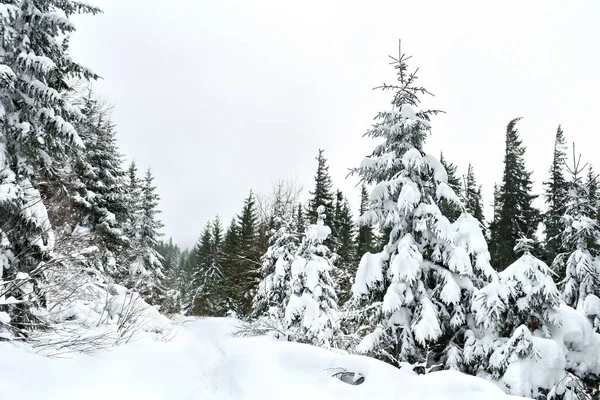 Winter Landscape Mountains Path Footprints Snow Fir Forest — Stock Photo, Image