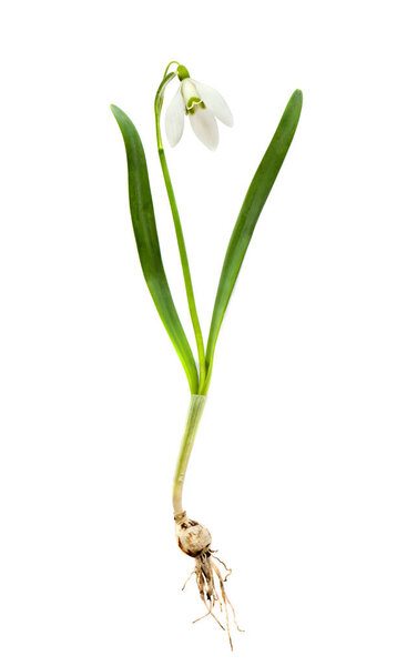 Snowdrop (Galanthus nivalis L.) on white background  Synonyms (E