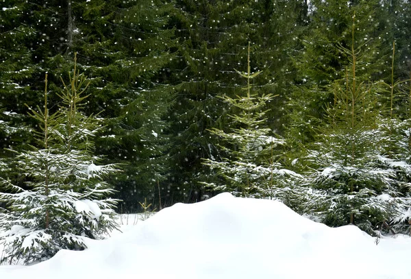 Bosque Abeto Invierno Durante Las Nevadas —  Fotos de Stock