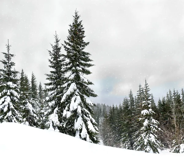 Paisaje Invernal Bosque Abeto Nieve —  Fotos de Stock