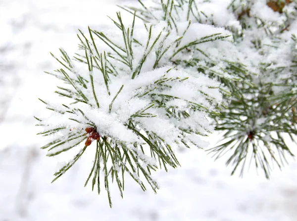 雪地森林背景下雪地上的松树枝 — 图库照片#